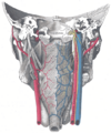 Medial pterygoid muscle