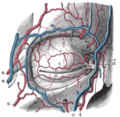 The arteries of the face and scalp.