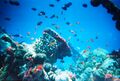 Marine_biology