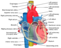 Ascending_aorta