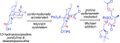 Examples of 10-Hydroxy Lycopodium Alkaloids