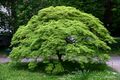 Acer palmatum in Botanic Garden Münster