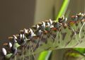 Bryophyllum daigremontianum close-up