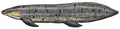 Chinle fish Arganodus cropped