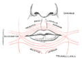 Anatomical illustration showing the muscles of the face, including the depressor anguli oris.
