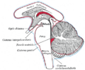 Central neurogenic hyperventilation