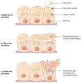 Modes of Secretion by Glands