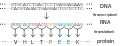 Table of the genetic code showing codon-amino acid correspondence.