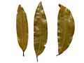 Indian bay leaf (tejpatta)