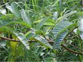 Psidium guajava