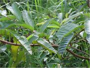 Psidium guajava