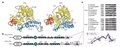 Shared primase-binding peptide in archaeal PolD and eukaryotic Polα