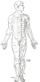 Spinal nerve