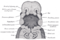 Laryngotracheal groove