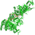 Homologous recombination