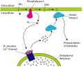 PIP2 cleavage to IP3 and DAG
