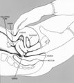 Pelvic Exam