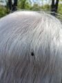 Tick on human head