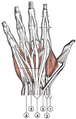 Numbered wrist extensor compartments