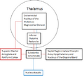 Amygdalofugal pathway