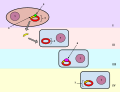 Bacterial transformation process
