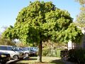 Brazilian pepper tree
