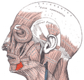 Diagram highlighting the depressor anguli oris muscle.