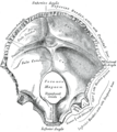 Base of the skull