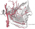 Lateral pterygoid muscle