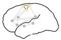 Simplified diagram of the neural network involved in leg movement