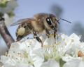 Plumpollen