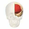 Prefrontal cortex (left)