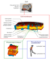 Cell membrane detailed diagram