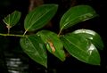 Cinnamomum tamala
