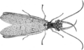 Hymenoptera