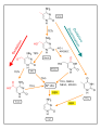 Demethylation of 5-methylcytosine