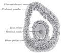 Gray's Anatomy illustration of ovarian follicle