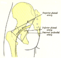 Superior gluteal artery
