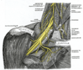 Dorsal scapular nerve