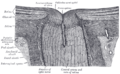 Optic_disc