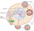 Virus Replication