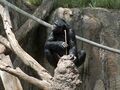 Bonobo fishing