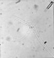 Fish diseases and parasites