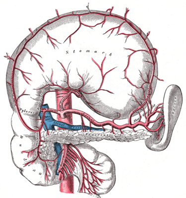Gray's Anatomy illustration of the pancreas and surrounding arteries