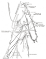 Ansa cervicalis