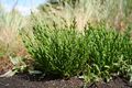 Salicornia europaea
