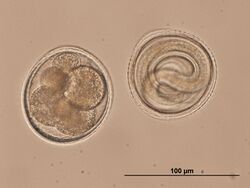 Toxocara embryonated eggs