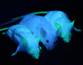 GFP Mice