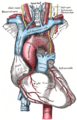 Vagus nerve in the abdomen.