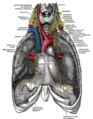 Phrenic nerve anatomy
